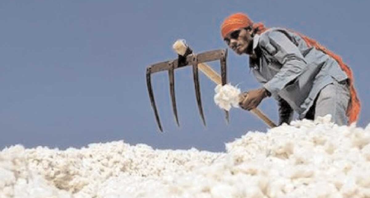 Purchase of only 1 lakh cotton bales from CCI in the state